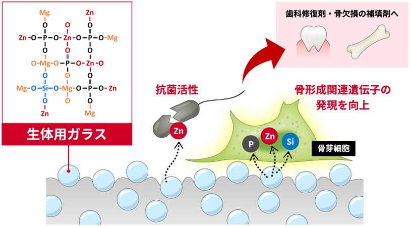 図:骨欠損の補填材や歯科修復材の機能を向上、リンク先は産総研WEBの詳細解説ページ